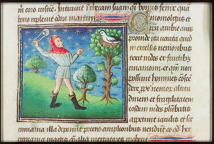 Miniatura medieval pintada: un hombre con capucha roja hace girar una honda hacia un pájaro blanco que está en un nido, arriba de un árbol. Al lado, texto en latín escrito a mano.