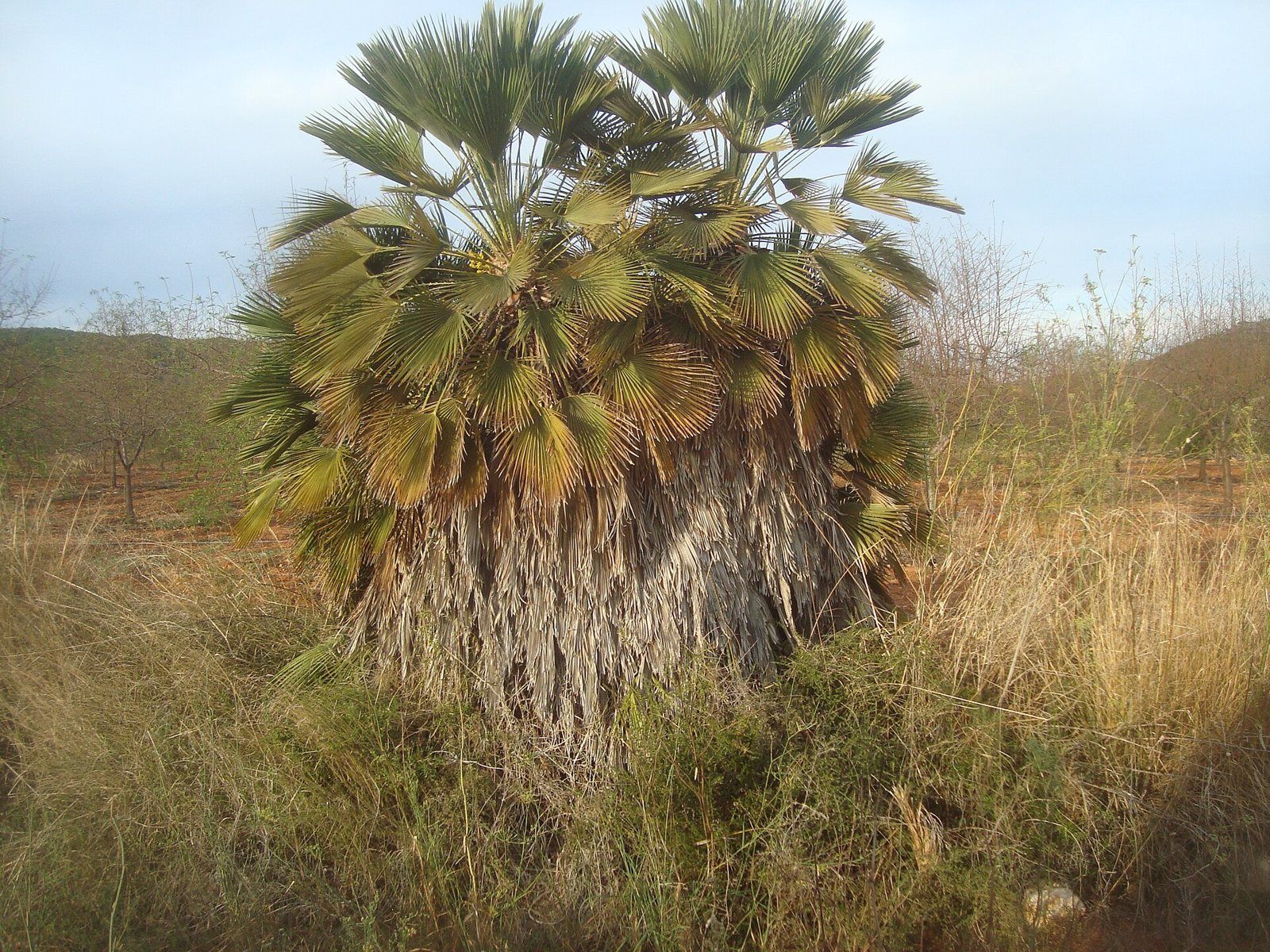 Una palmera enana, baja y tupida, con hojas verdes en forma de abanico, en medio de un campo de pasto seco.
