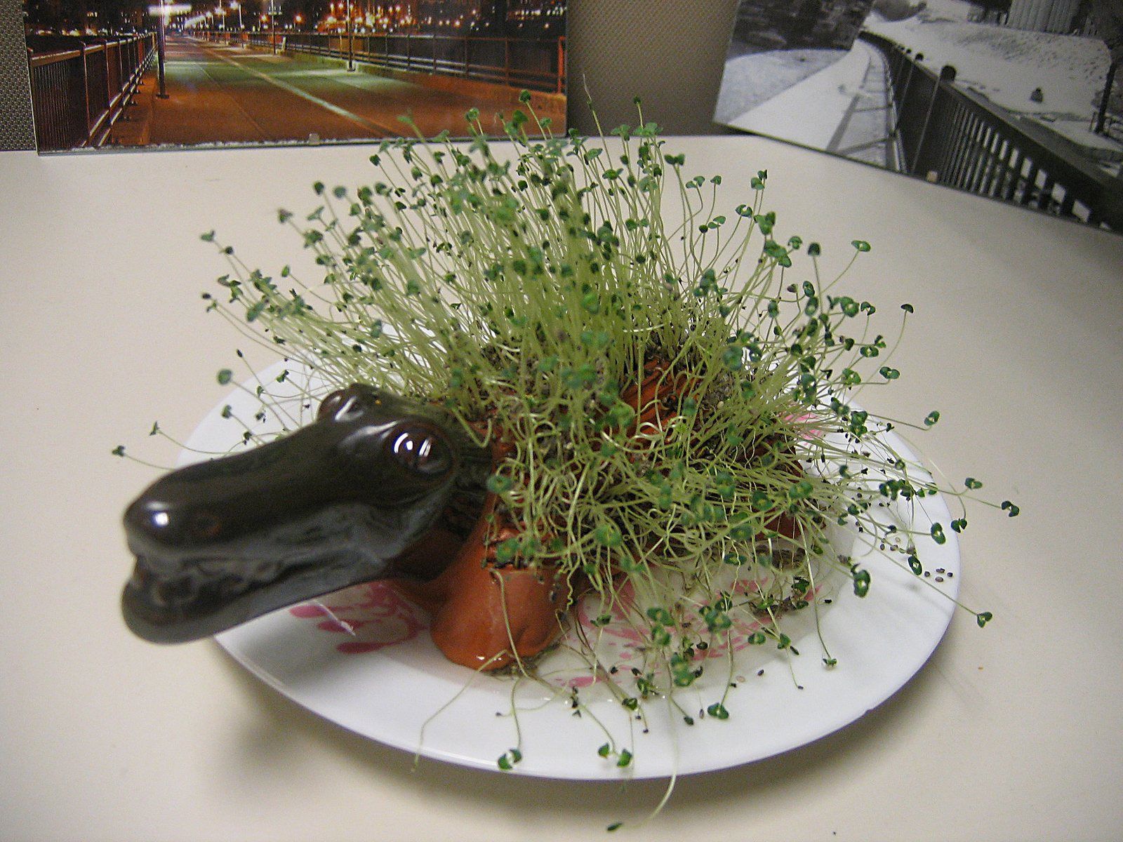 Un Chia Pet con forma de cocodrilo, de barro marrón con la cabeza pintada de negro, cubierto de brotes verdes de chía como si fueran pelo, sobre un plato.