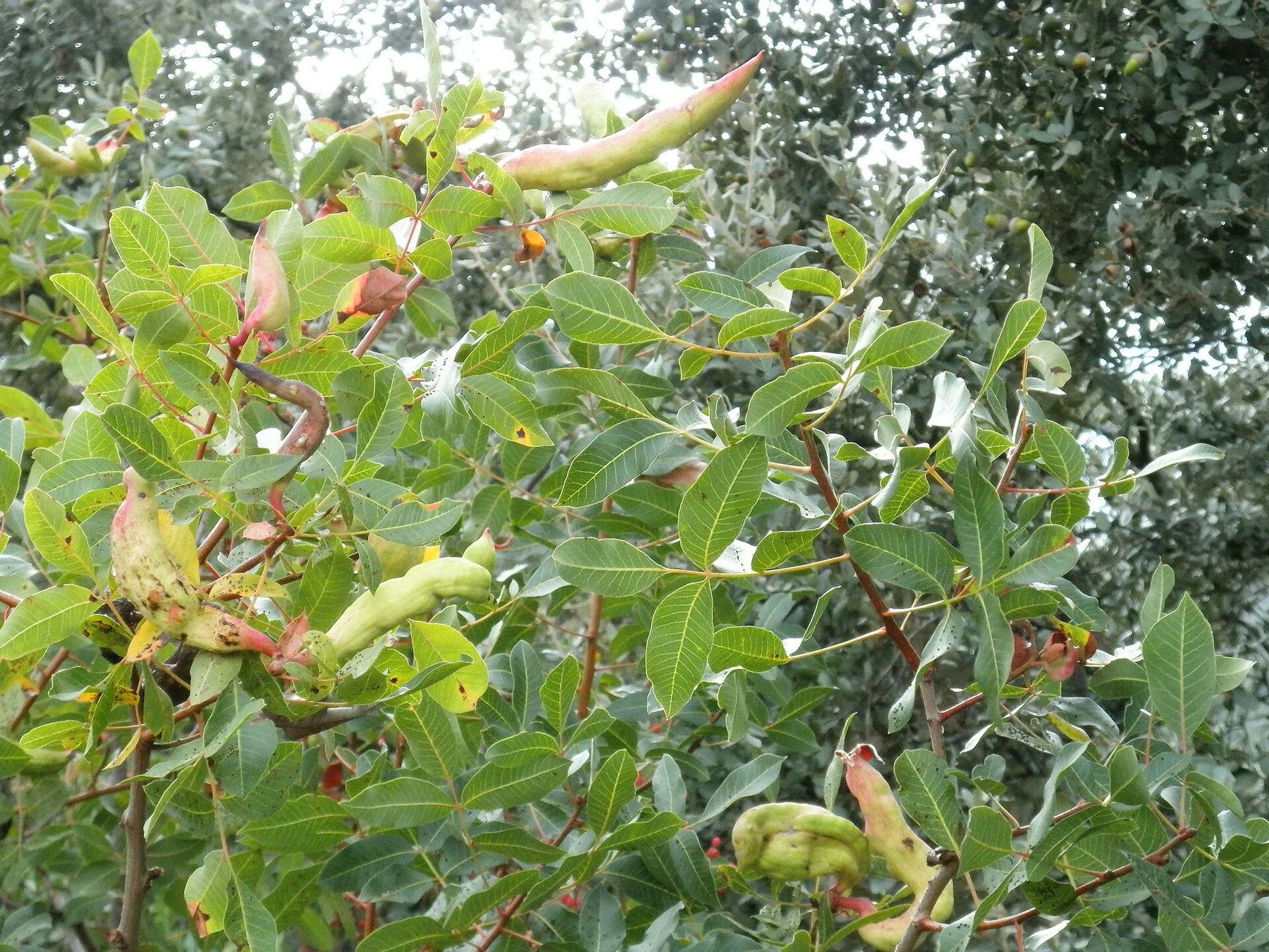 Una cornicabra en el monte, un arbusto de hojas verdes con unas agallas largas y curvas, como cuernitos.