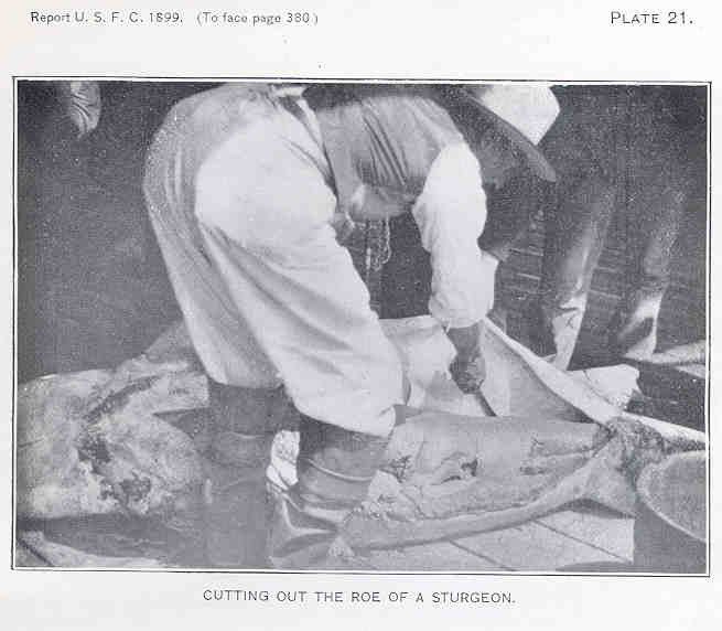 Fotografía antigua en blanco y negro: un hombre con camisa clara y sombrero, inclinado sobre un esturión enorme tendido en un muelle, le saca las huevas con un cuchillo.
