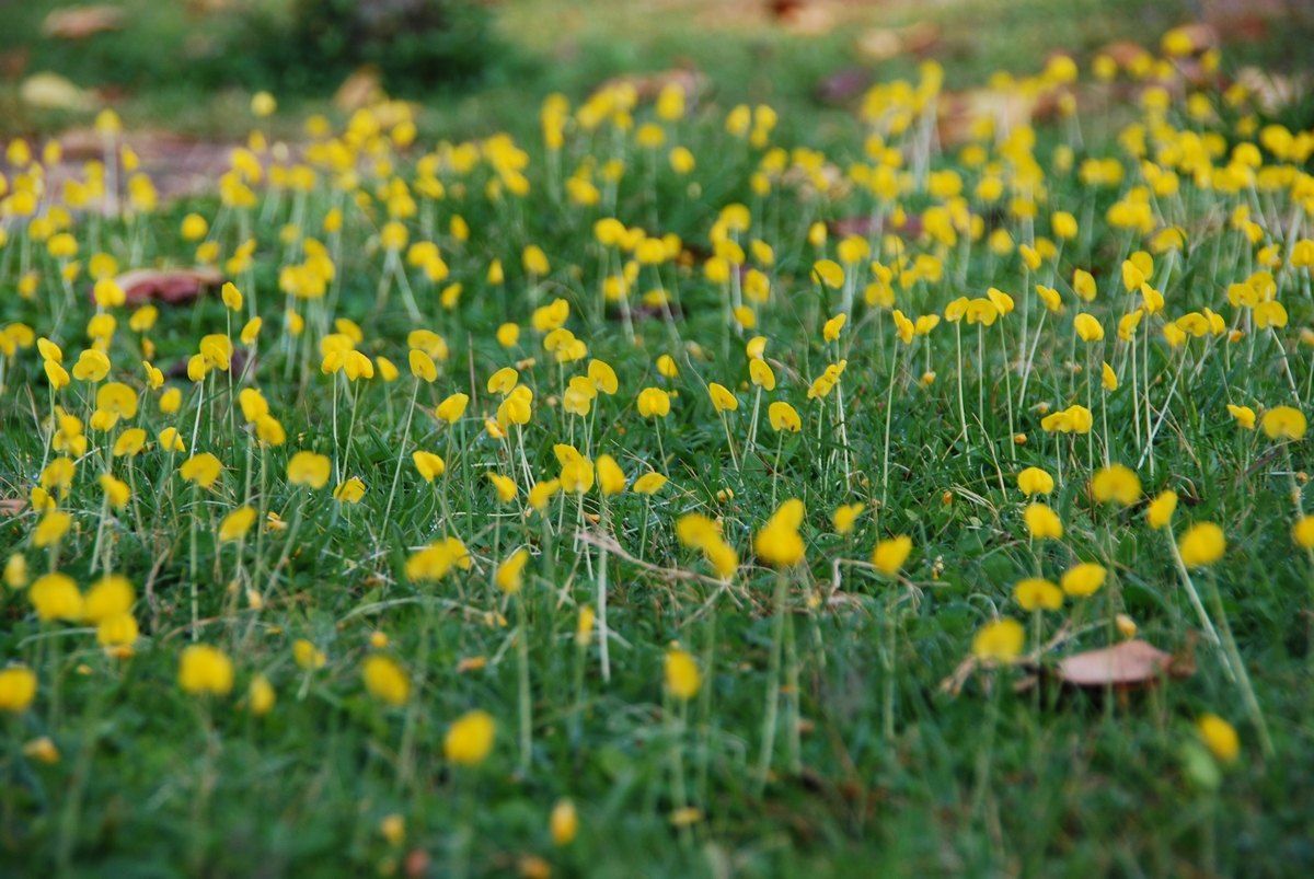 Un prado de maní silvestre en flor, con muchas florcitas amarillas sobre tallos finos.