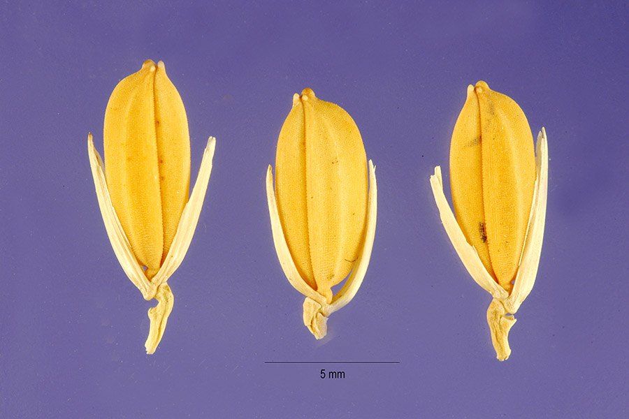 Tres granos de arroz africano con su cáscara, amarillos y abiertos en la base, sobre fondo azul, con una escala de 5 milímetros.