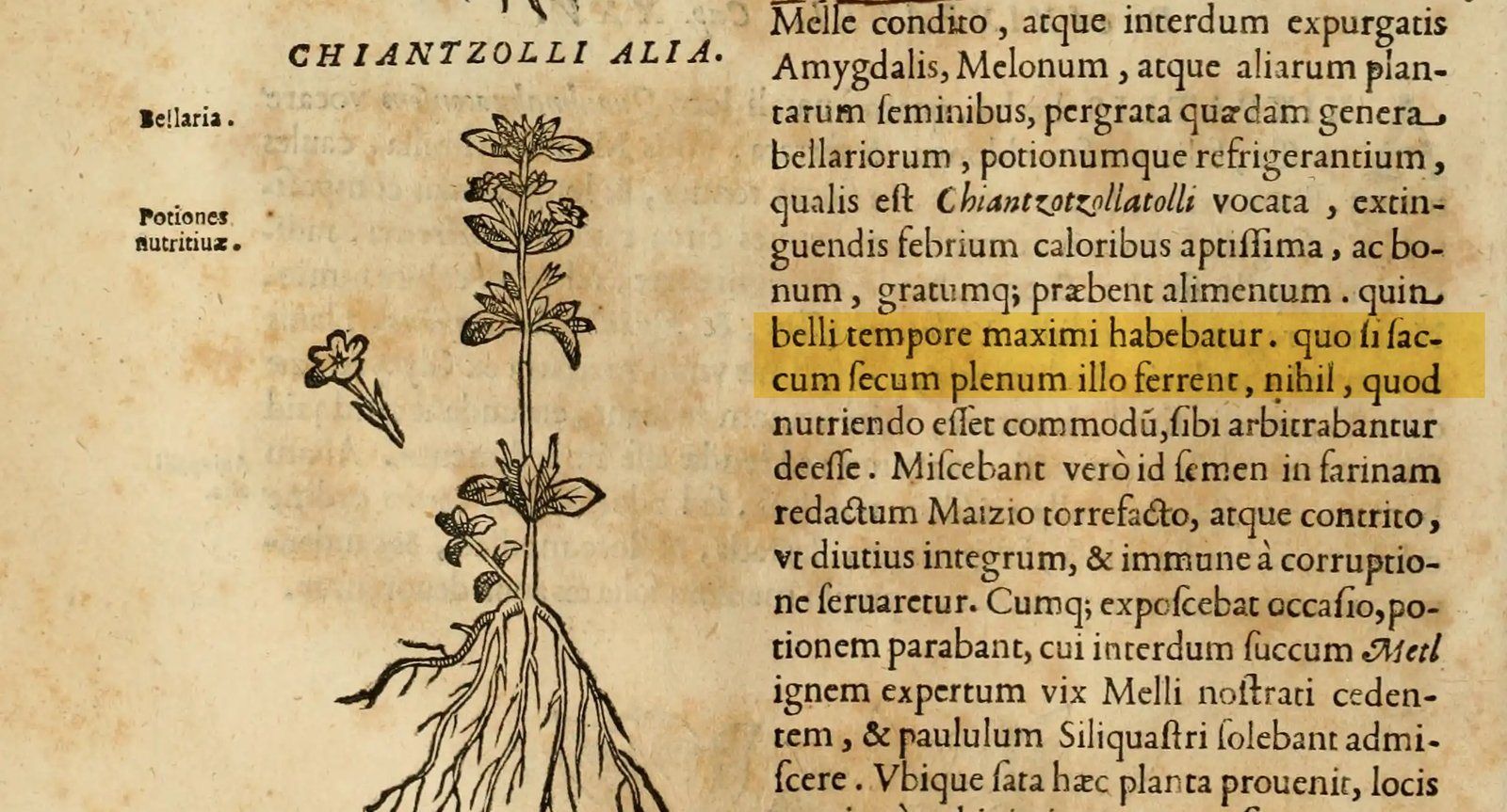 Página de un libro en latín de 1651: a la izquierda, el grabado de una planta con raíces; a la derecha, el texto, con dos renglones resaltados en amarillo que hablan del tiempo de guerra y del saco lleno.