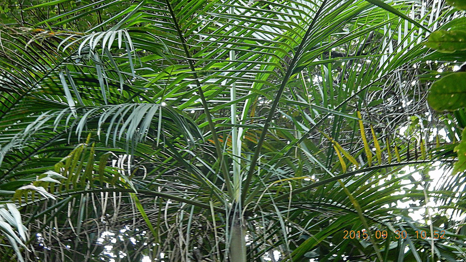 Copa de una palmera juçara vista desde abajo: un tronco fino y recto y hojas largas y finas, en medio de la selva.