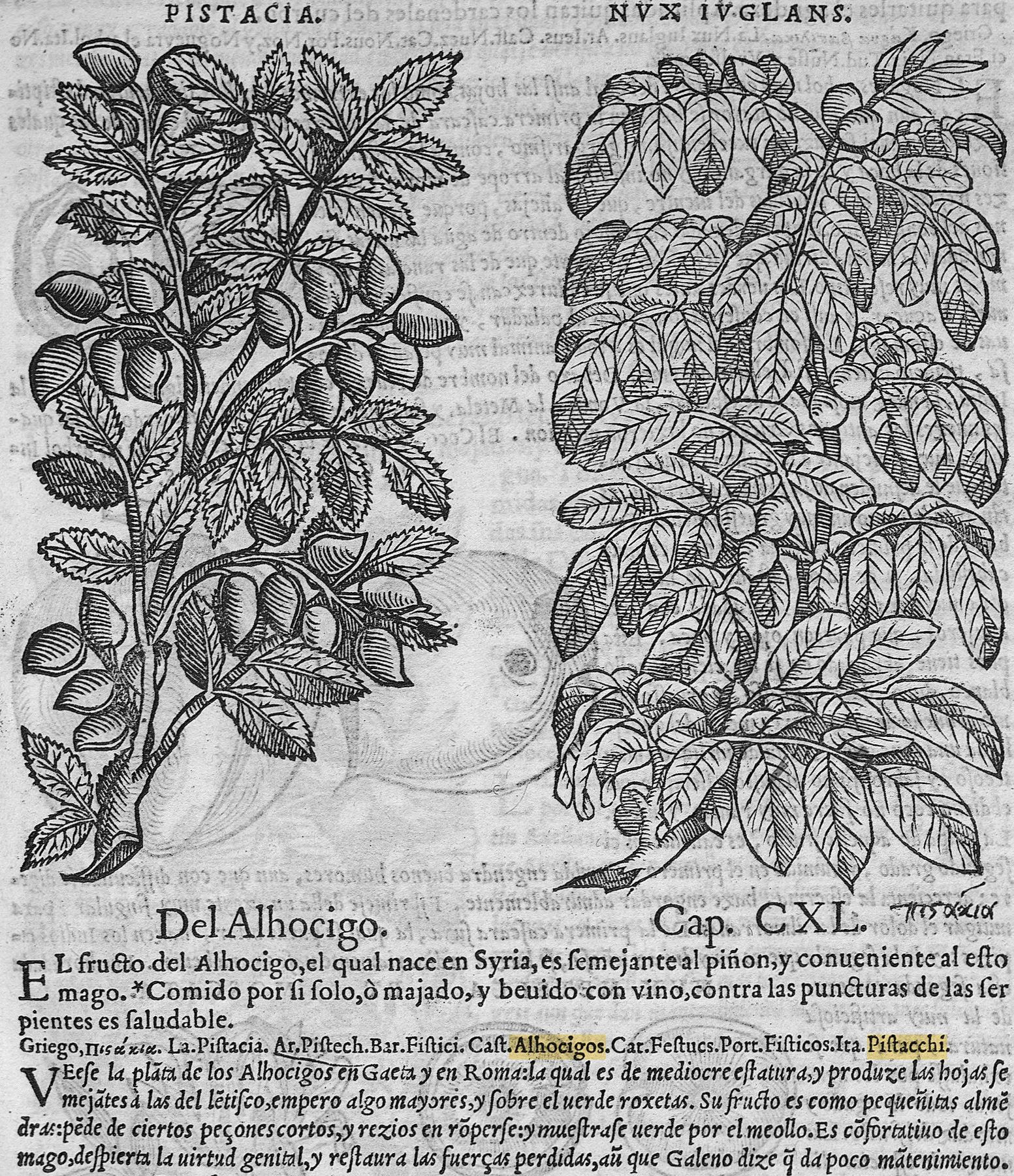 Página impresa de 1563 con el grabado de una rama de pistachero rotulada «PISTACIA» y el comienzo del capítulo «Del Alhocigo»; resaltados en amarillo, «Alhocigos» y «Pistacchi».