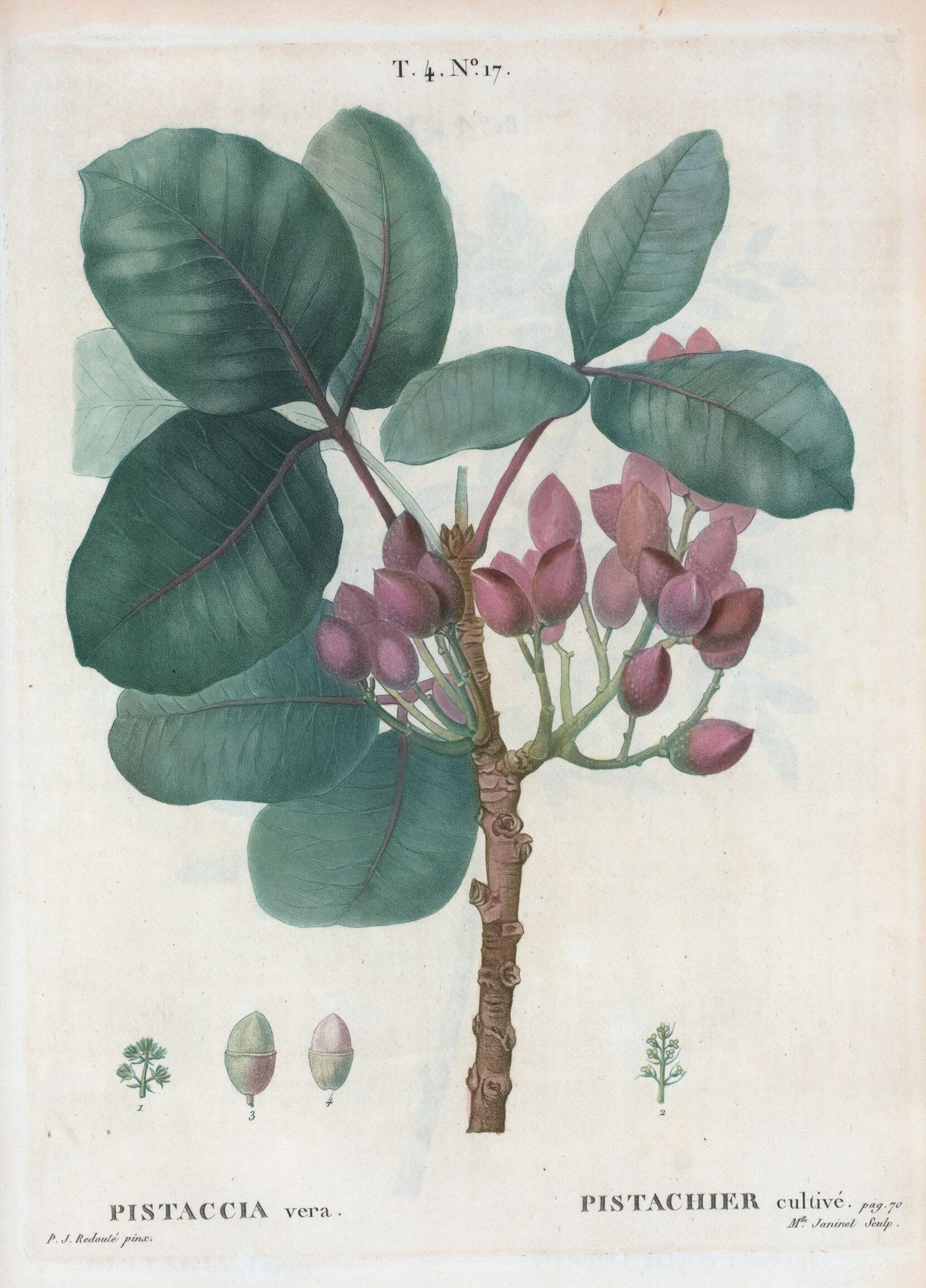Lámina botánica antigua en colores de una rama de pistachero con hojas y racimos de frutos rosados, con dibujos aparte de la flor y del fruto.