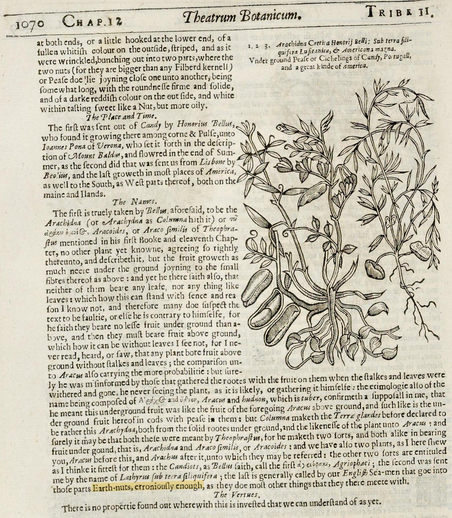 Página impresa en inglés de 1640, con el grabado de las «arvejas subterráneas» y, más abajo, la frase «Earth-nuts, erroniously enough» resaltada en amarillo.