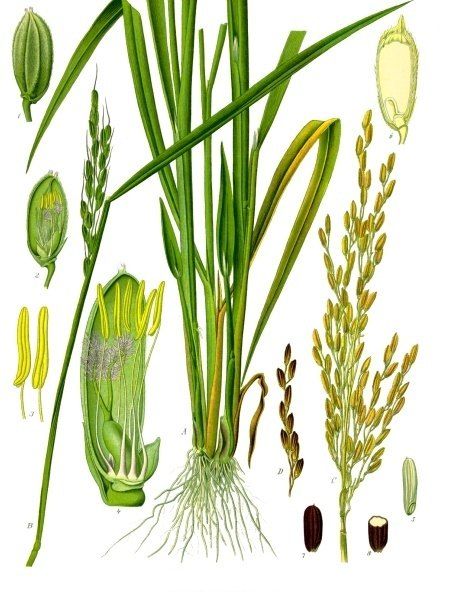 Lámina botánica antigua en colores de la planta del arroz: tallos largos y finos, hojas como de pasto y espigas que se doblan por el peso de los granos.
