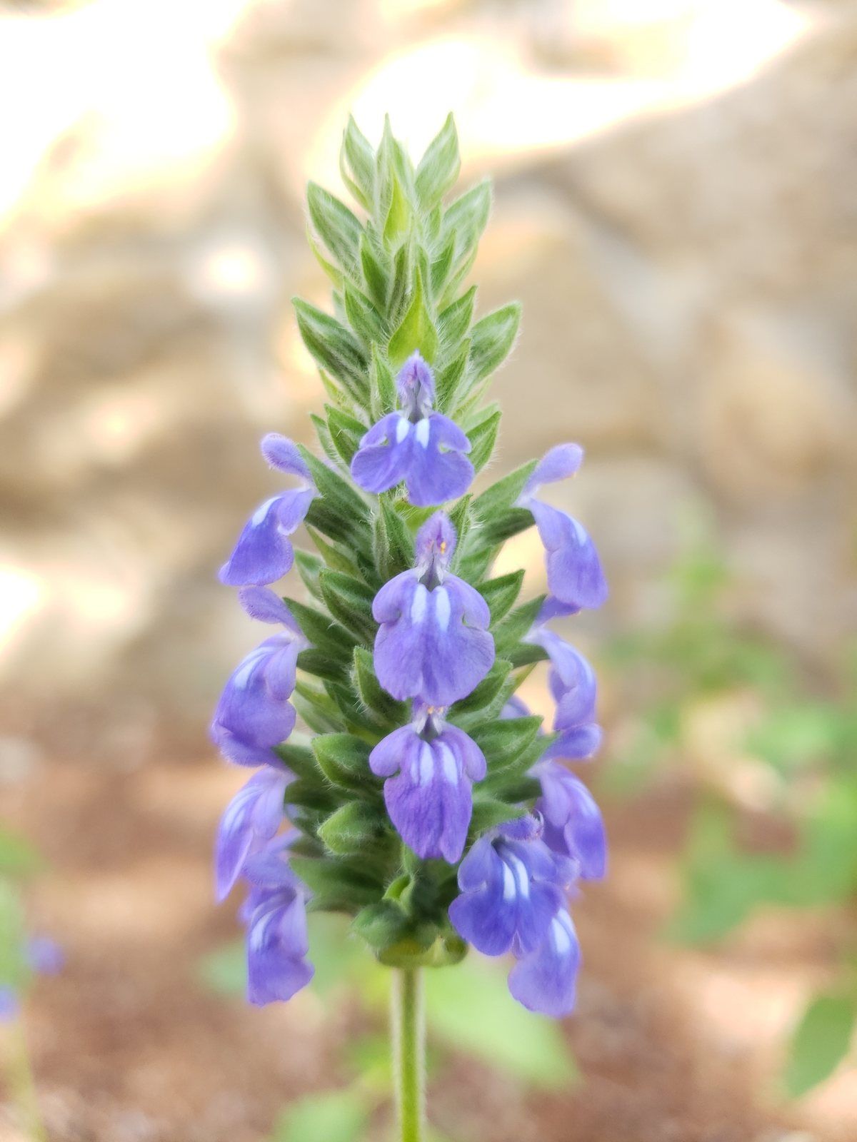Una espiga de chía en flor: un tallo verde con flores azul violeta en pisos, sobre un fondo desenfocado.