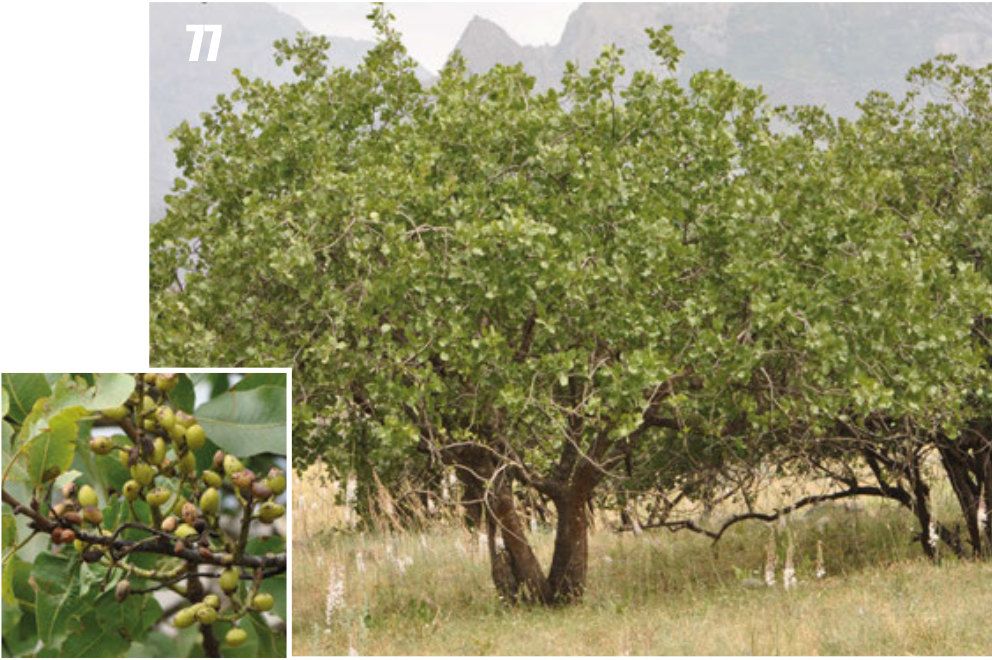 Un pistachero silvestre en una ladera seca de Tayikistán, con montañas al fondo y, en un recuadro, racimos de frutos verdes.
