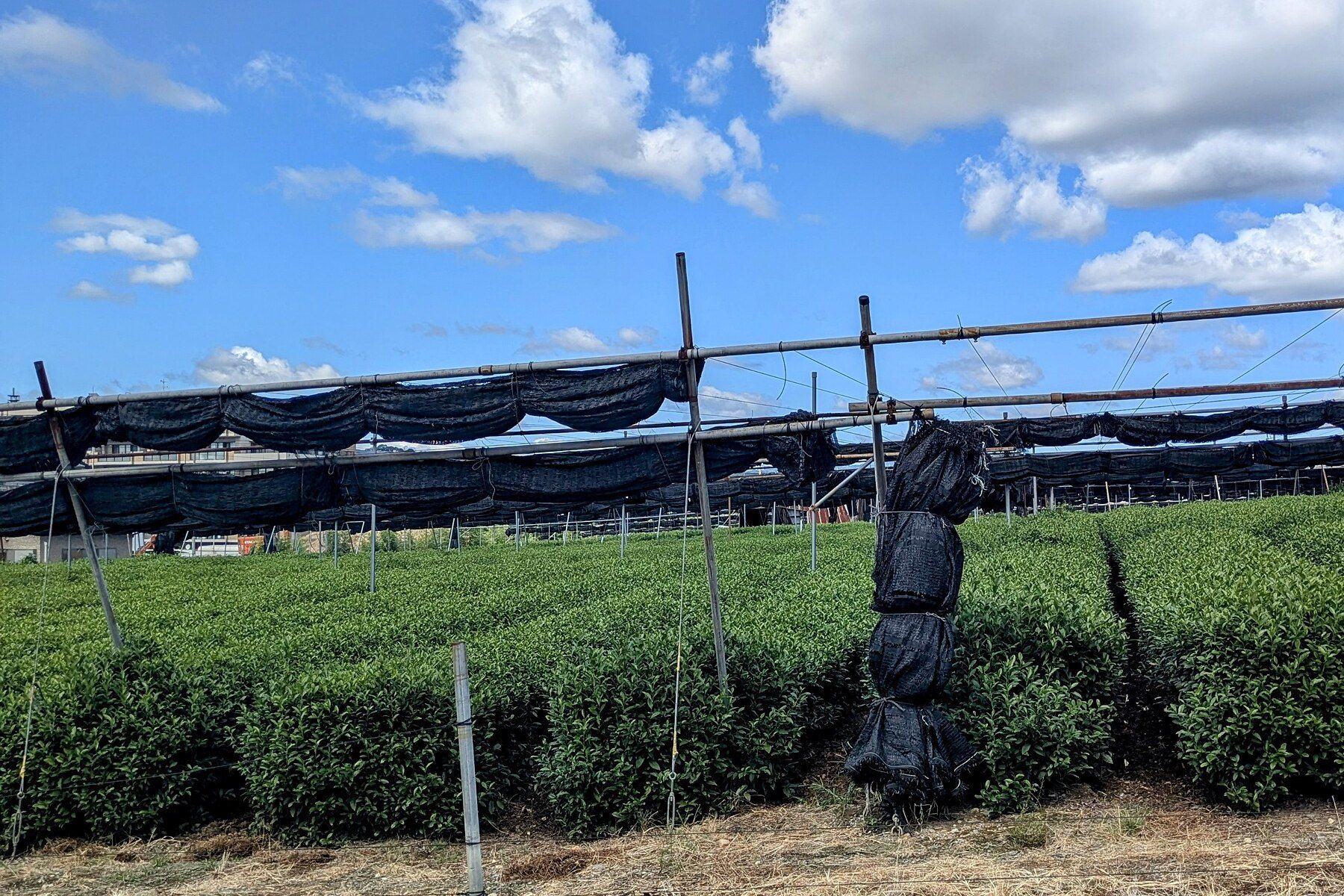 Una plantación de té en Uji con una estructura de postes sobre las hileras y las redes negras recogidas arriba.